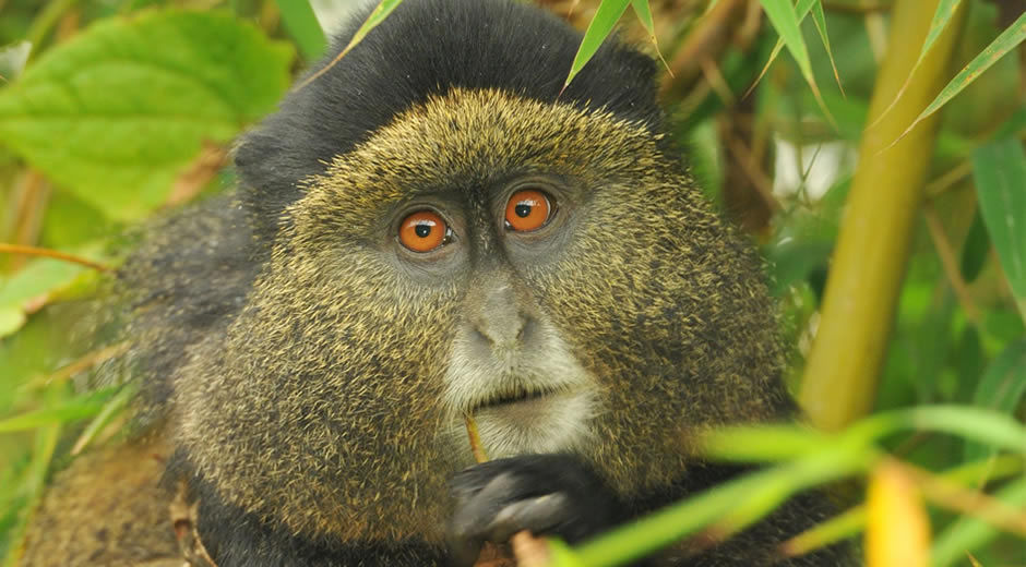 Golden Monkey Tracking in Rwanda