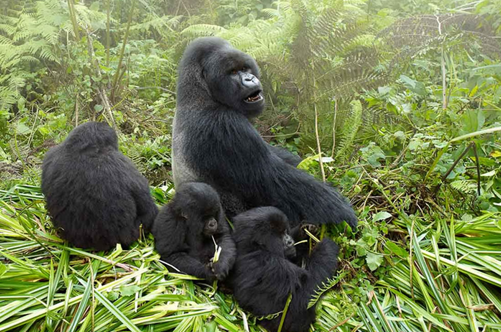 Rwanda Gorilla Family